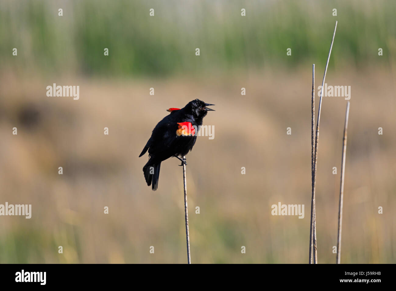 Un rosso-winged Blackbird (Agelaius phoeniceus) canta la sua canzone al Bear fiume uccello migratore rifugio, Brigham City, Utah, Stati Uniti d'America. Foto Stock