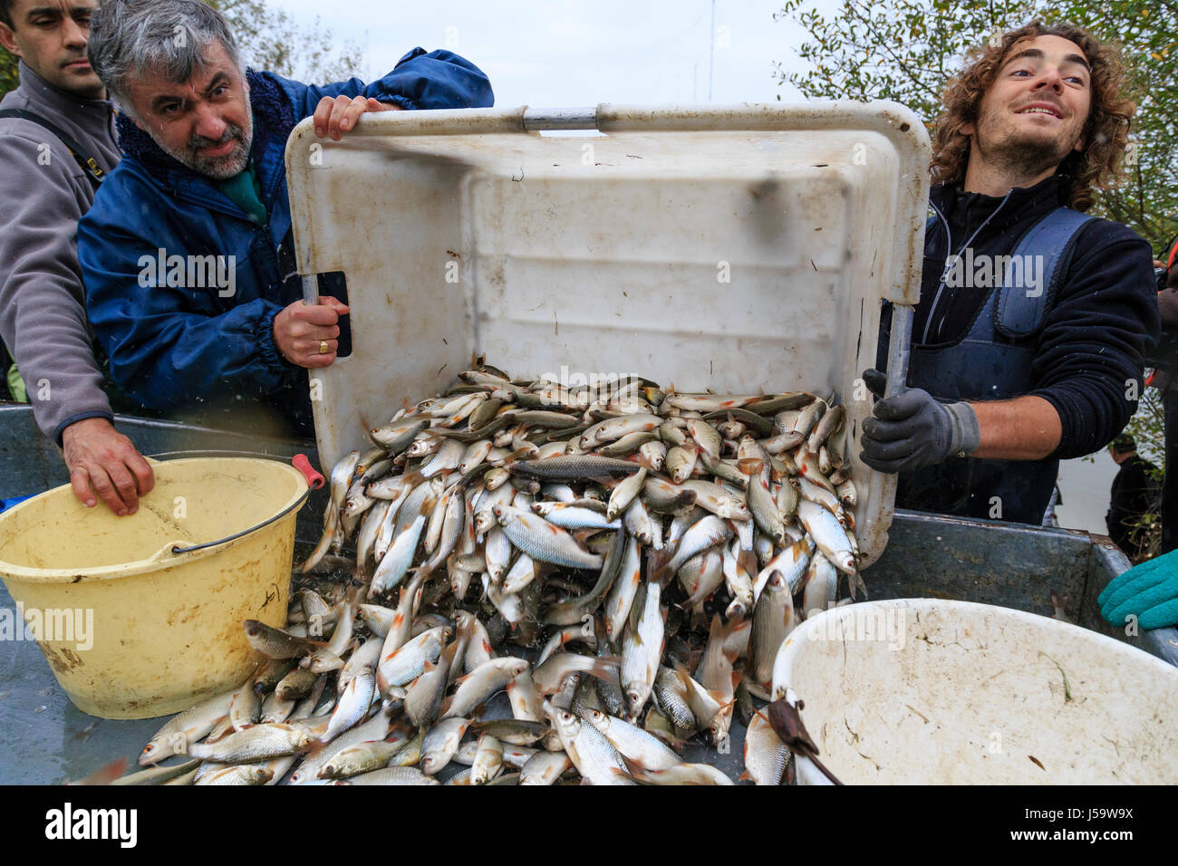 Francia, Indre (36), Parc Naturel Régional de la Brenne, Rosnay, pêche de l'étang Foucault par la piscicoltura le Maroc et le personnel du parc // Fran Foto Stock