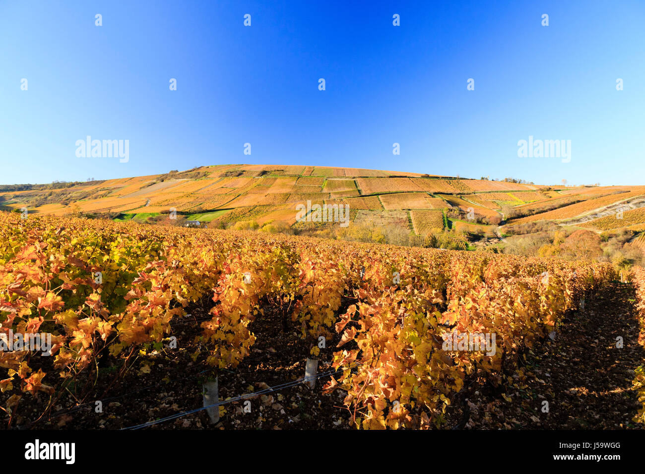 Francia, Cher, Sancerrois regione, Sancerre, Chavignol, la vigna in autunno e la Cote des Monts Damnes davanti Foto Stock