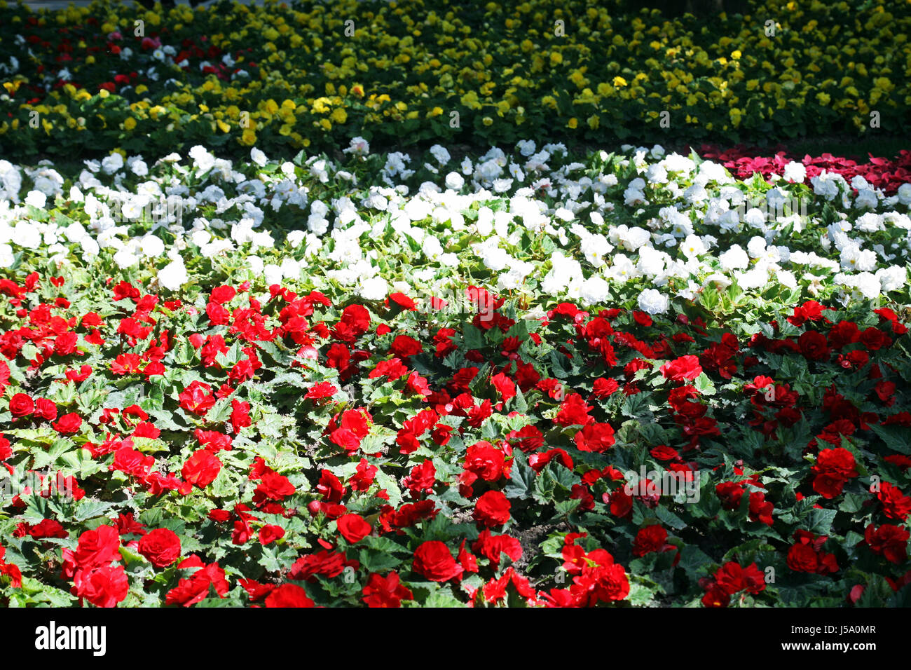 Fiori,piante,giardinaggio e regime,la primavera e l'estate,croazia,38 Foto Stock