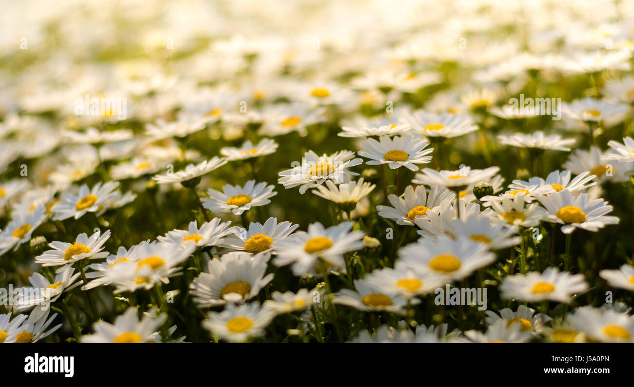 Campo di Daisy bianca Foto Stock