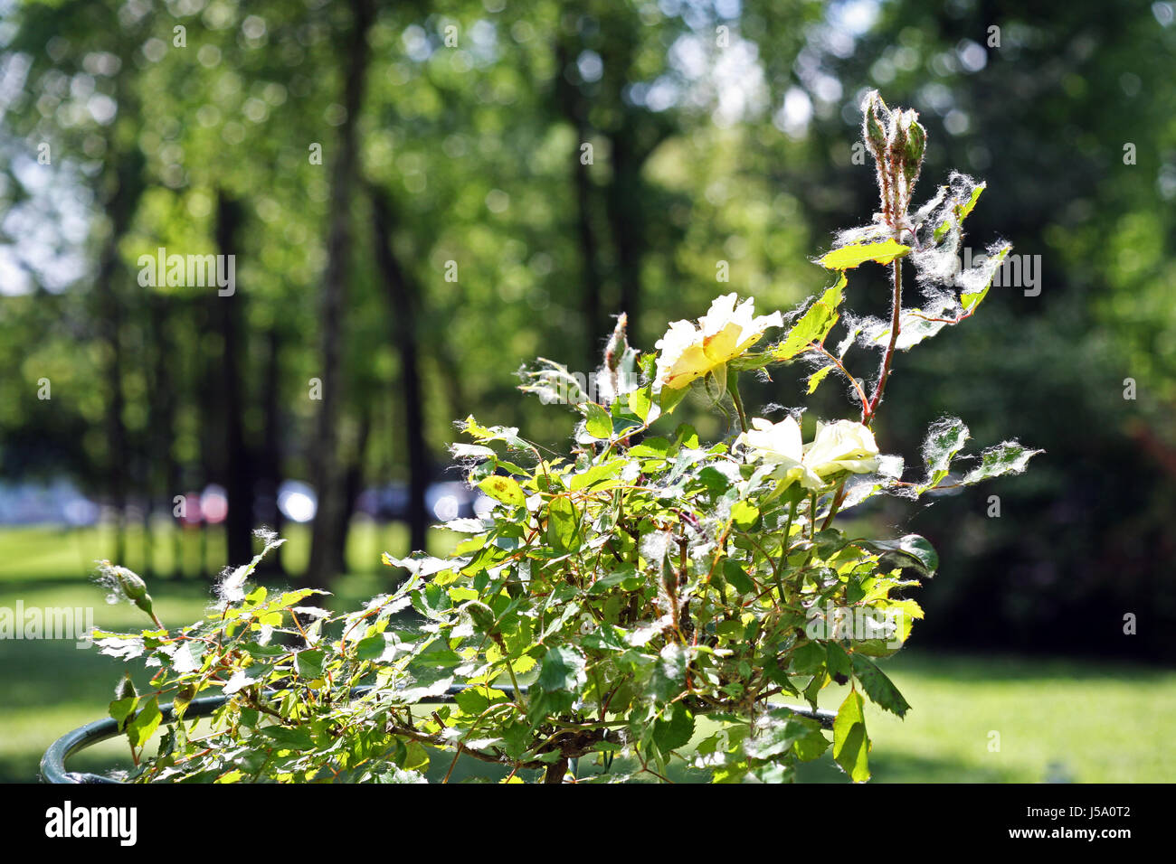Fiori,piante,giardinaggio e regime,la primavera e l'estate,croazia,41 Foto Stock