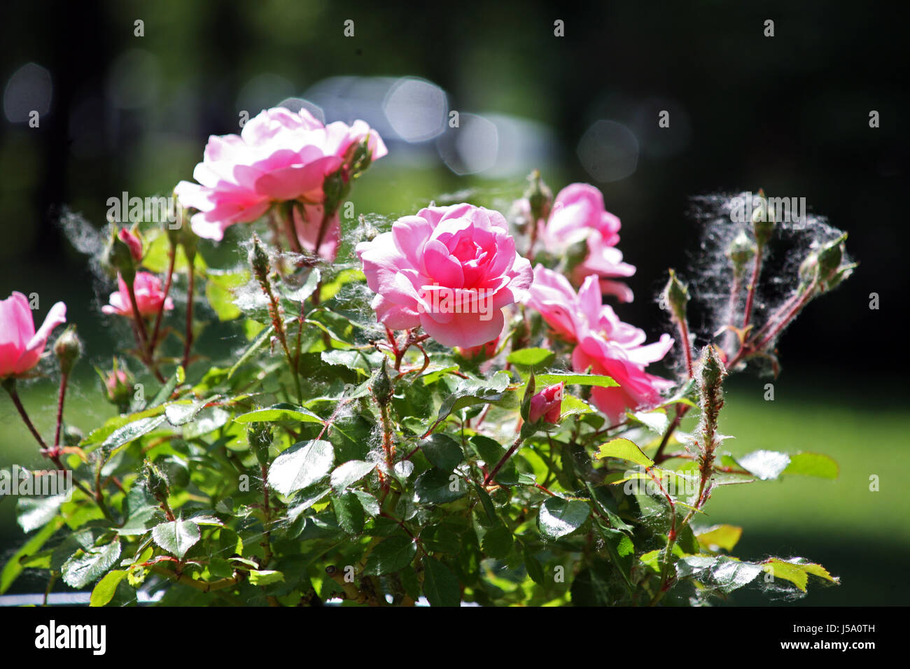 Fiori,piante,giardinaggio e regime,la primavera e l'estate,croazia,42 Foto Stock