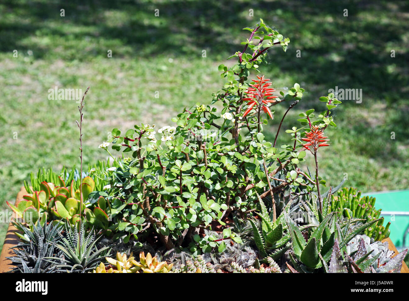 Fiori,piante,giardinaggio e regime,la primavera e l'estate,croazia,44 Foto Stock