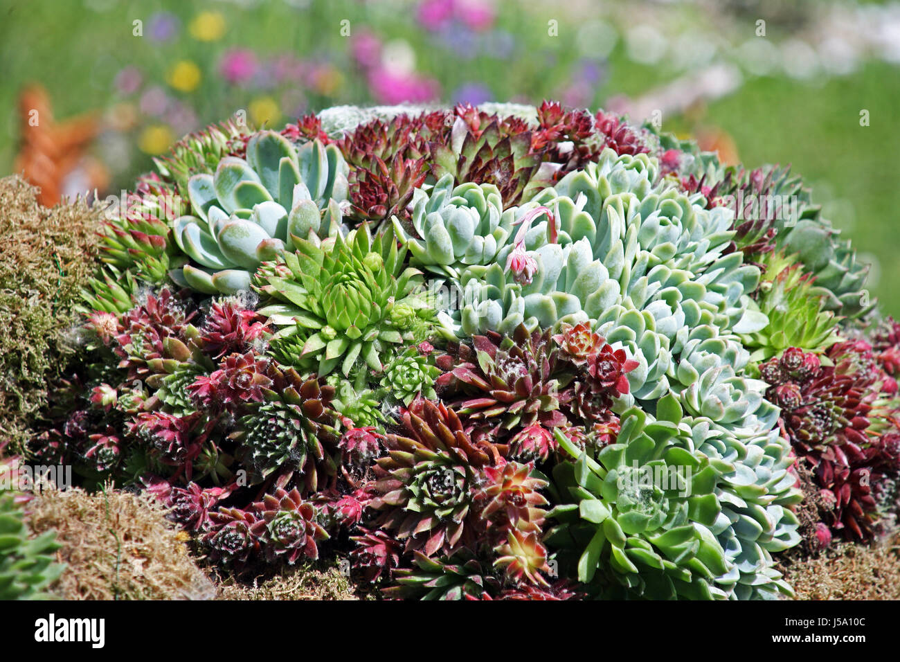 Fiori,piante,giardinaggio e regime,la primavera e l'estate,croazia,47 Foto Stock