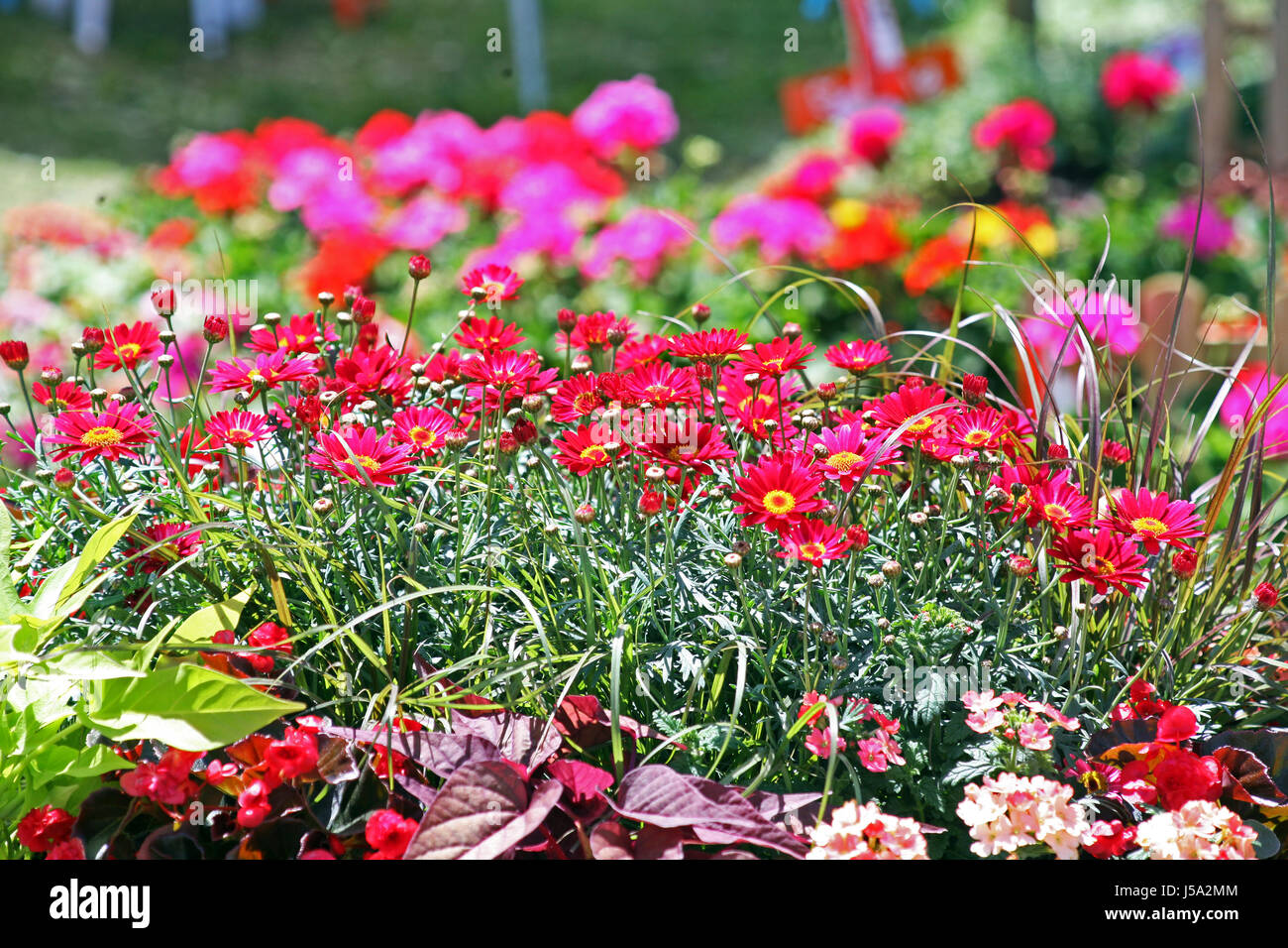 Fiori,piante,giardinaggio e regime,la primavera e l'estate,croazia,l'Europa,53 Foto Stock