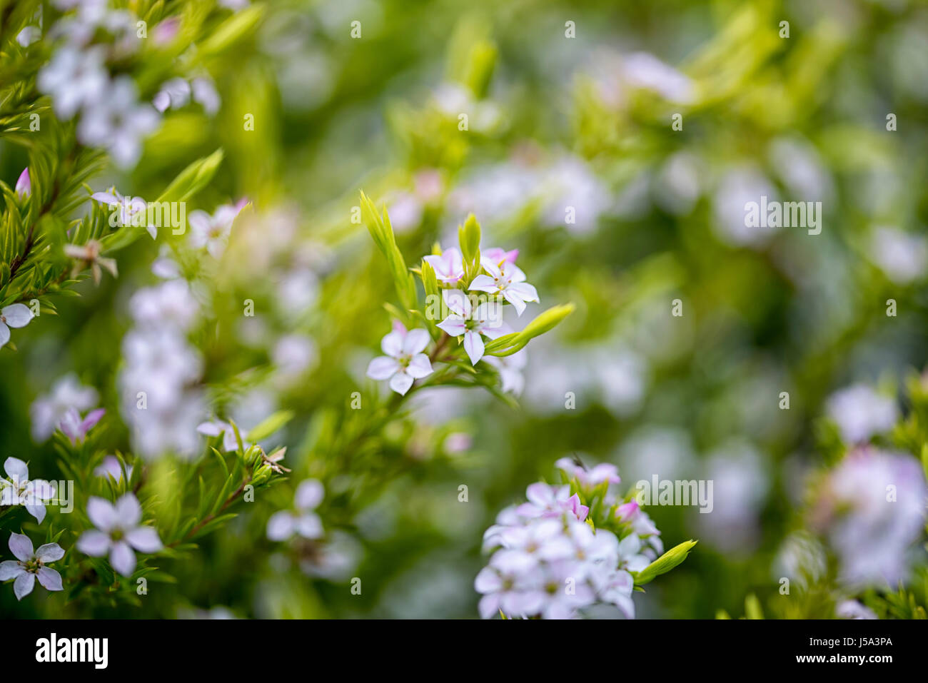 Un close-up di viola chiaro e colorato di bianco minuscoli fiori mescolati tra luminosi di colore verde di piccole foglie Foto Stock