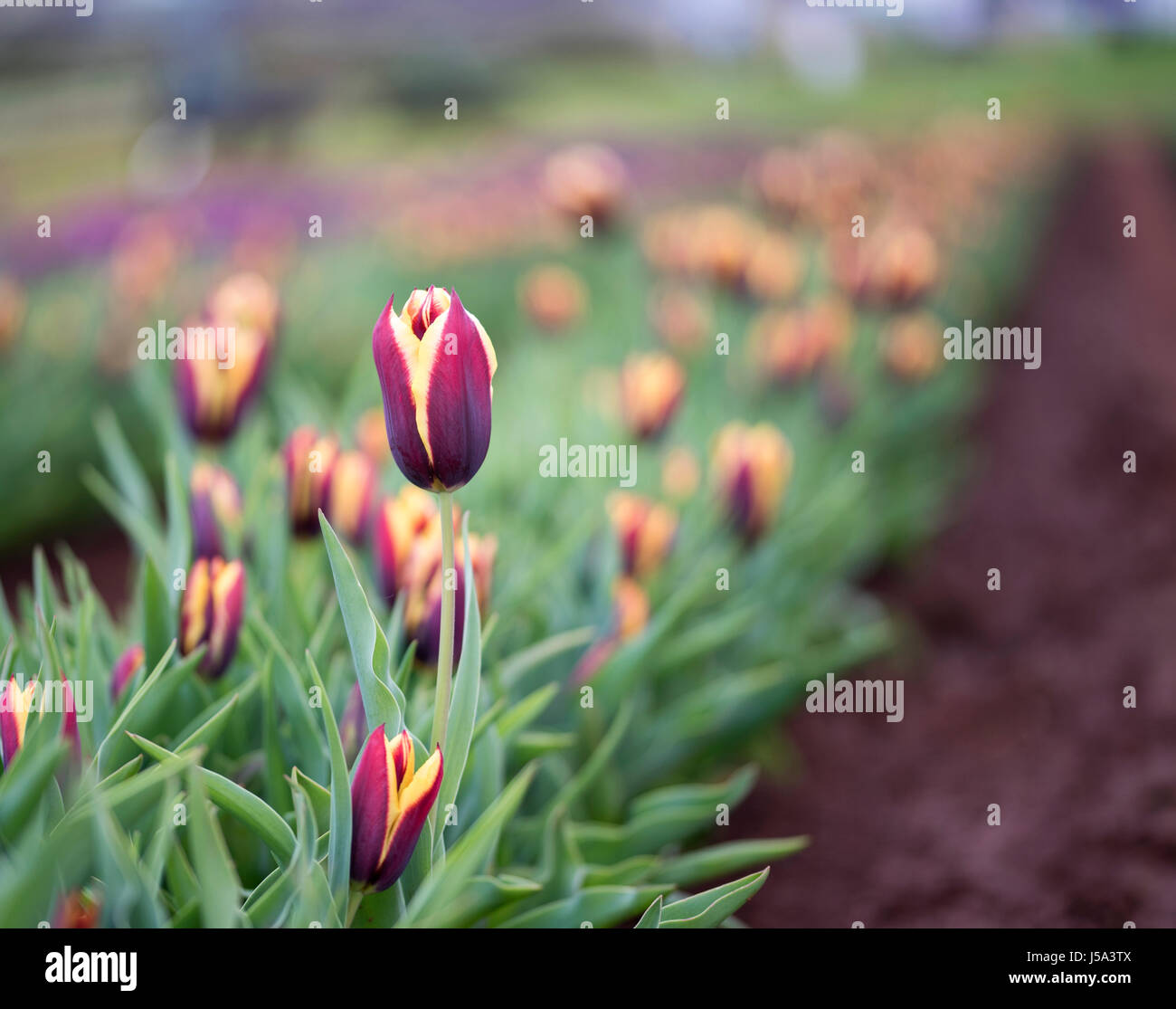 Un lungo letto di rosso scuro e tulipani gialli miscelati in tra il verde brillante delle foglie colorate Foto Stock
