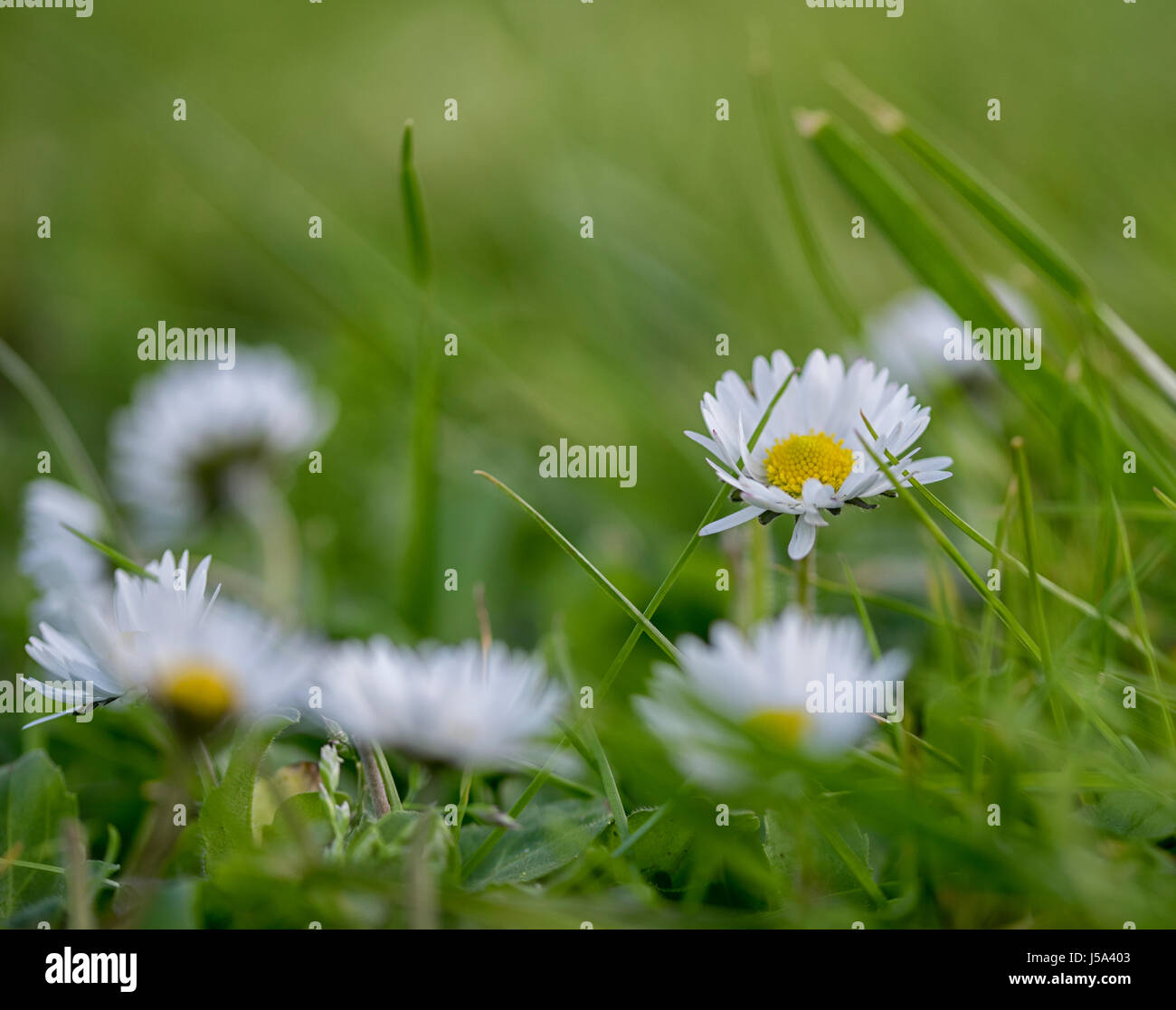 Close-up di piccoli e bianchi fiori gialli parzialmente nascosta tra le lame di erba verde Foto Stock