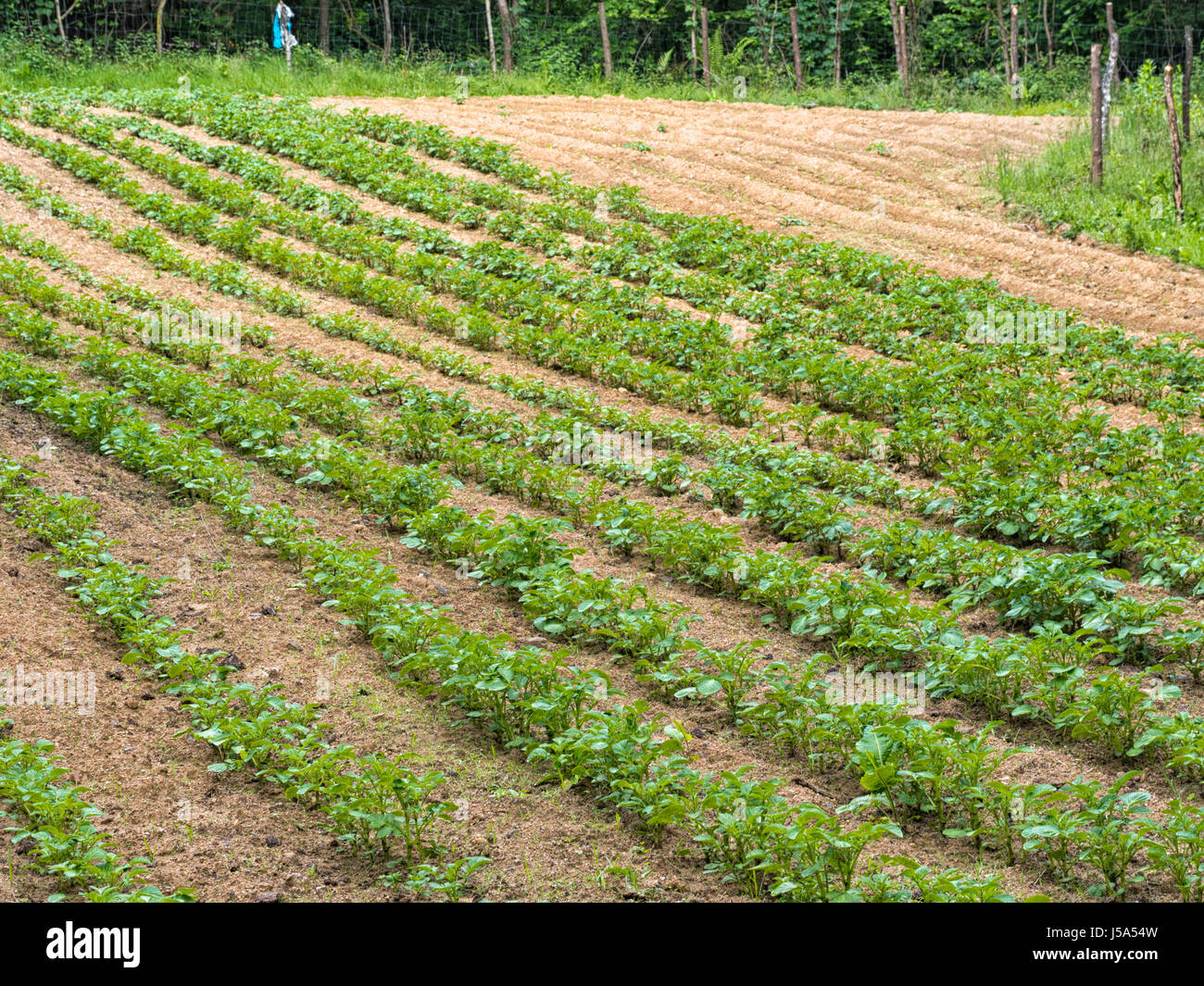 Piccolo campo di patate. L'Italia. Foto Stock