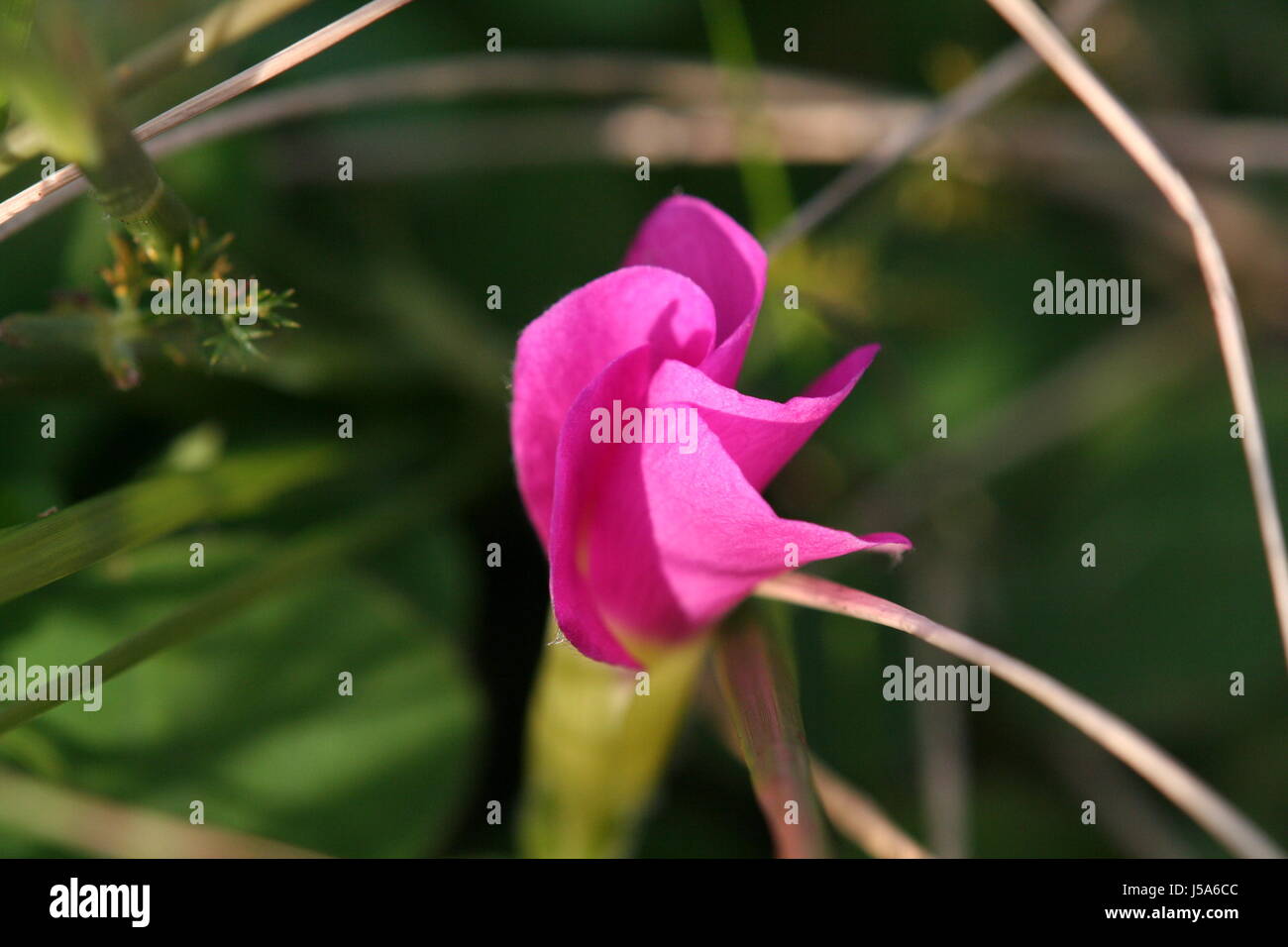 Piante e fiori fioriscono verde fiore fiorire fiorente delicato di energia eolica Foto Stock