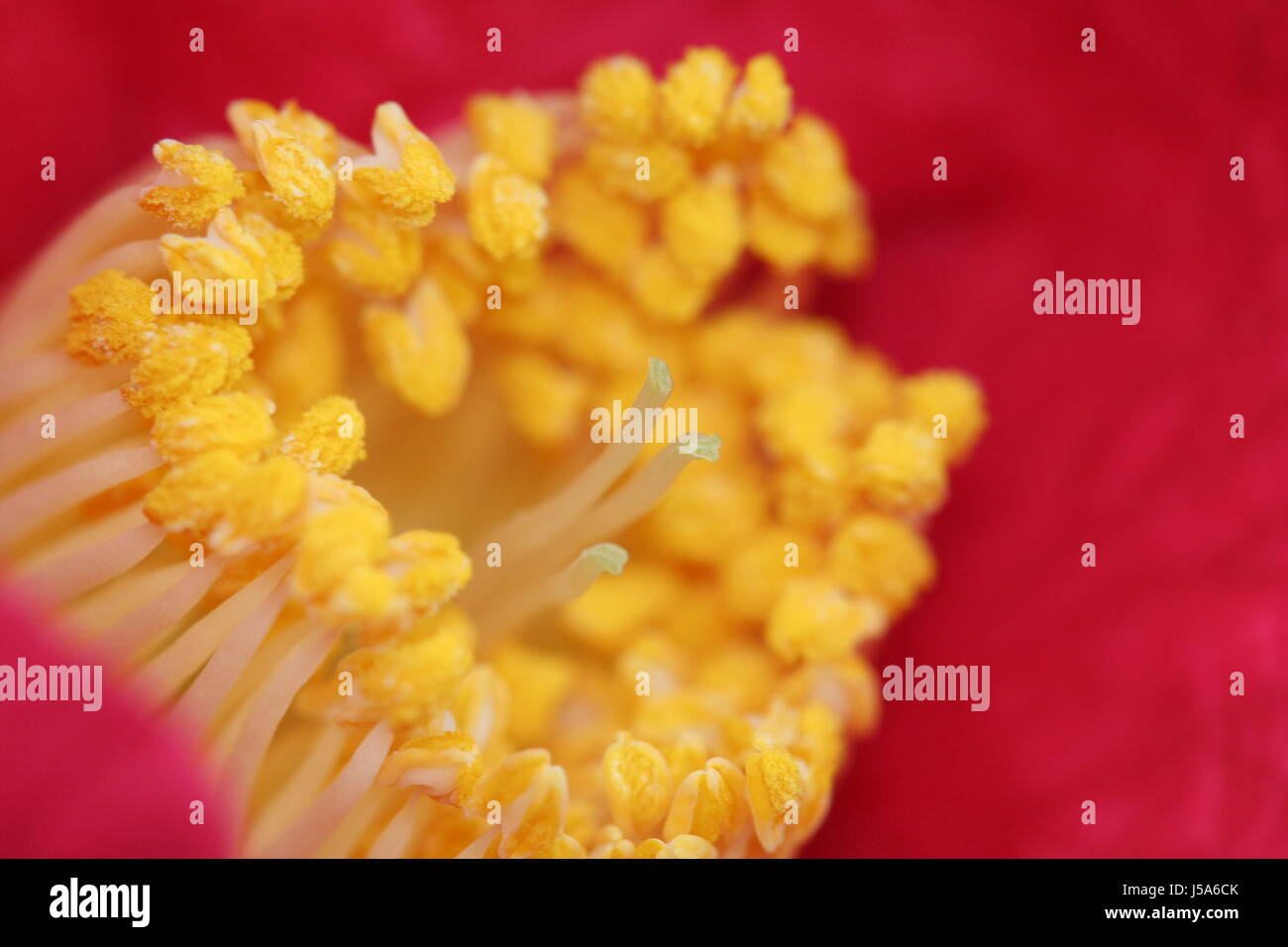 affari di fiori Foto Stock