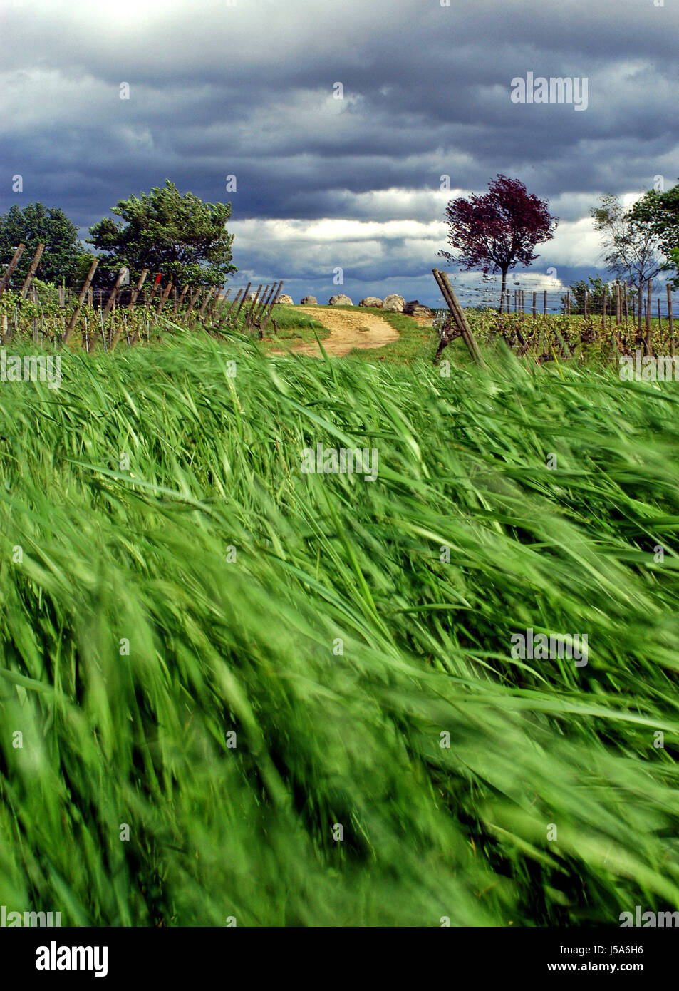 Albero alberi verdi vigneti alsazia erba di prato prato tempesta di vento di tempesta natura pioggia Foto Stock