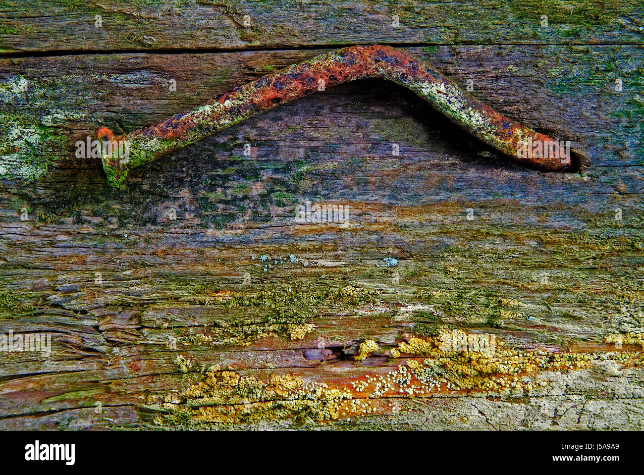 Legno in difficoltà di ferro ruggine scadenza arrugginita funghi unghia di adattamento non allineate Foto Stock