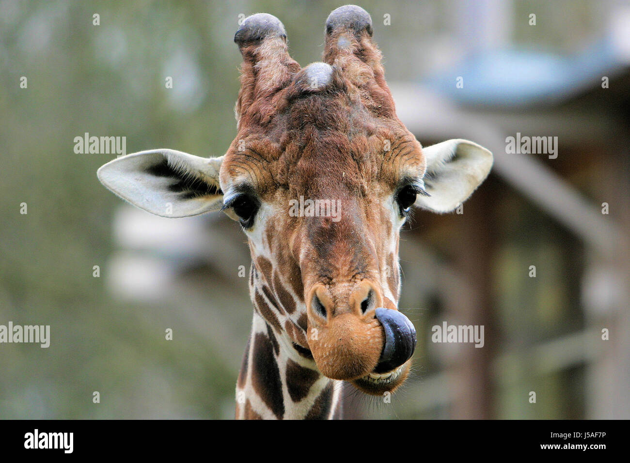 Lingua di origine animale spiritoso giraffa divertente assurdità banter entusiasmo il divertimento Foto Stock