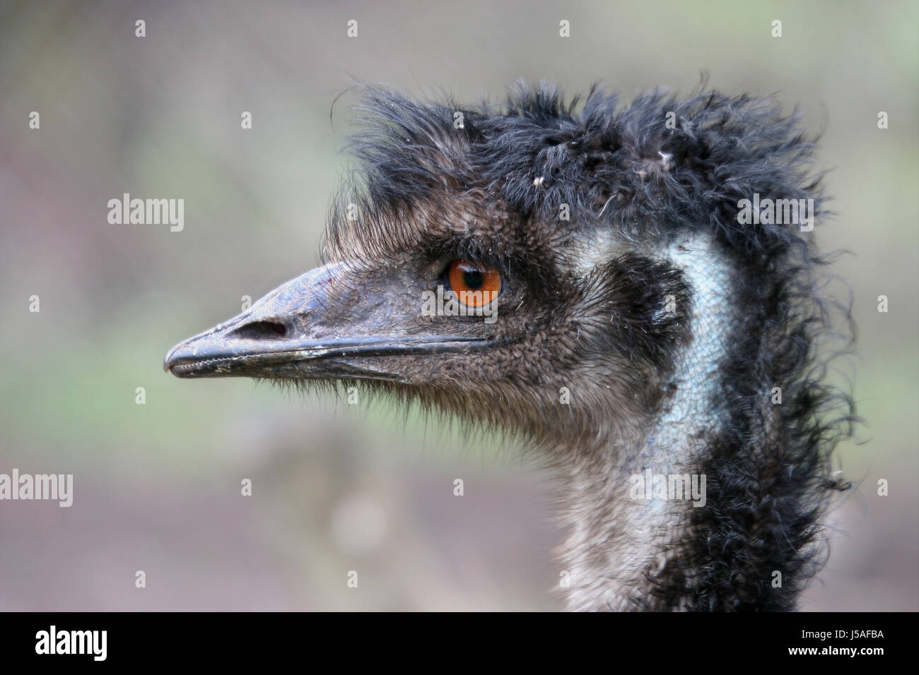Profilo verticale di uccelli Uccelli occhi sguardo vedi vista guardando peeking cercando Foto Stock