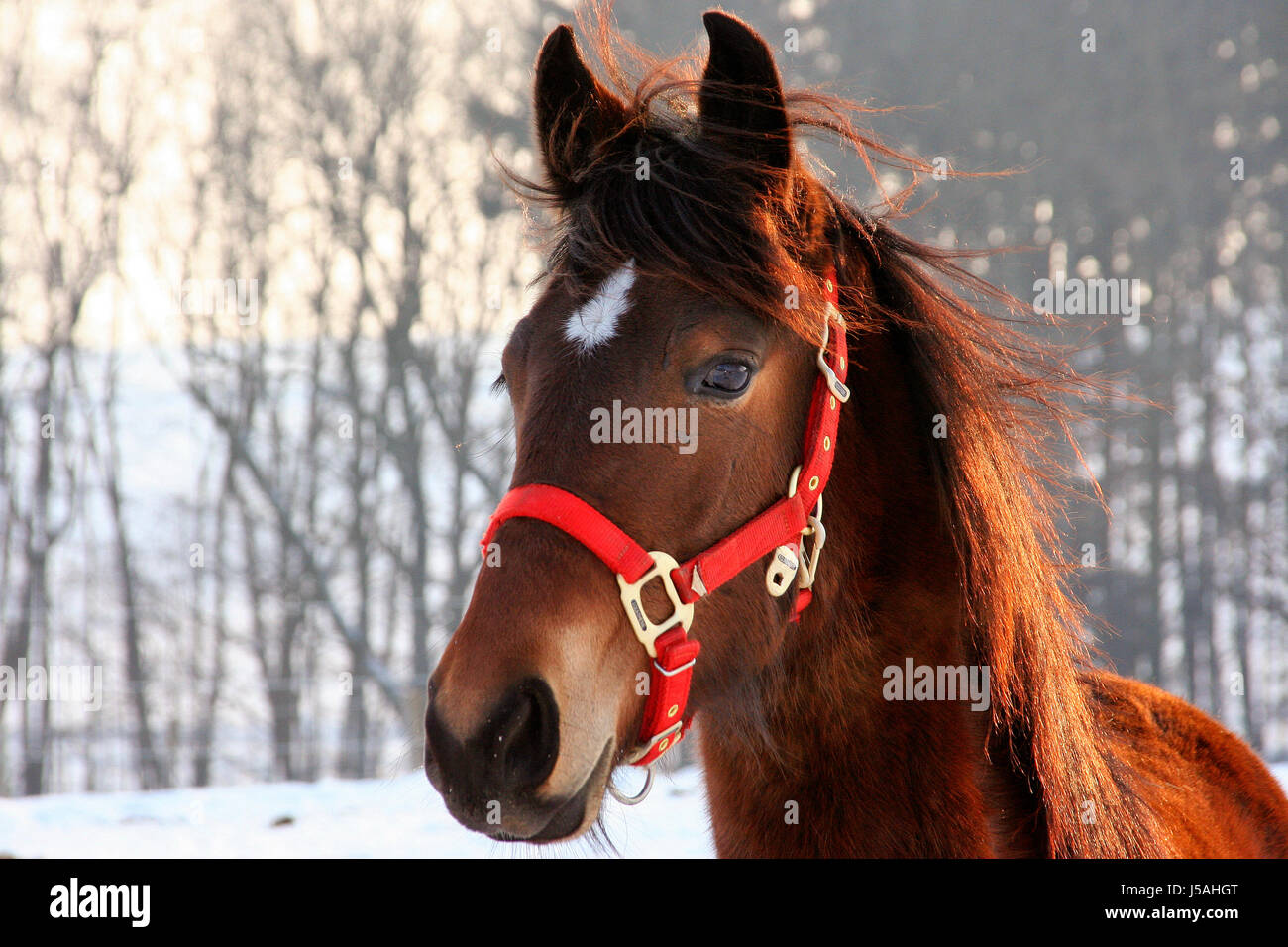 Cavallo inverno curioso nosey nosy animali mammiferi equitazione capezza puledro cintura Foto Stock