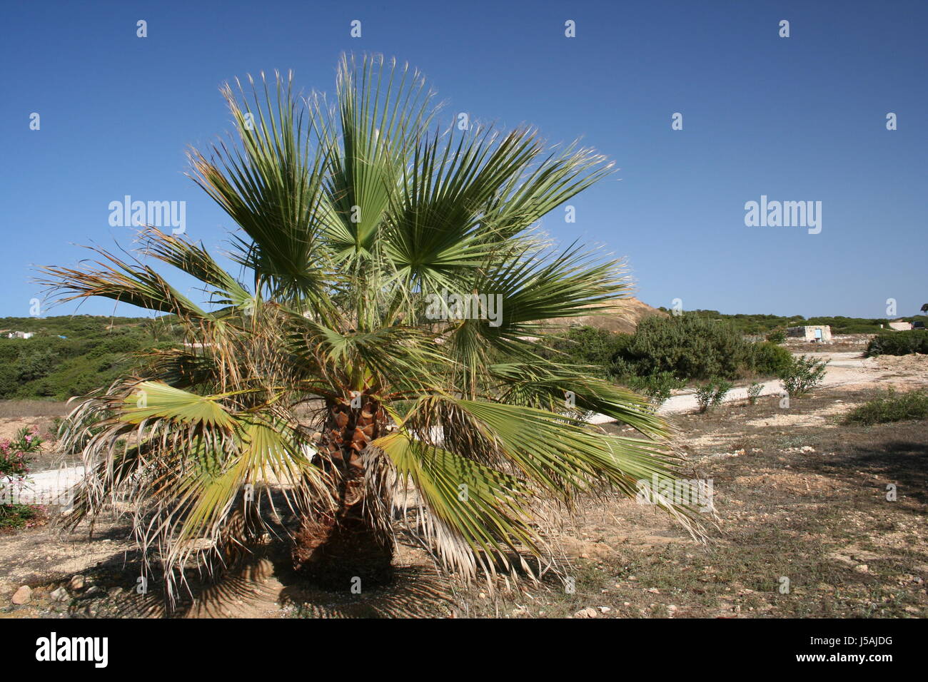 Grecia boccole isle isola groe palme groer baum fcherartige bltter grne bltter Foto Stock