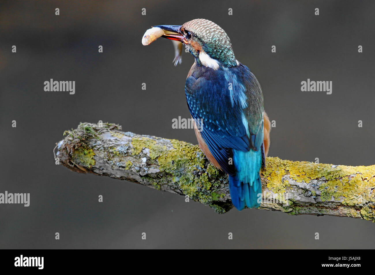 Arancione pesci di uccelli Uccelli caccia preda di diramazione bottino raggiungere femmina sitter kingfisher Foto Stock