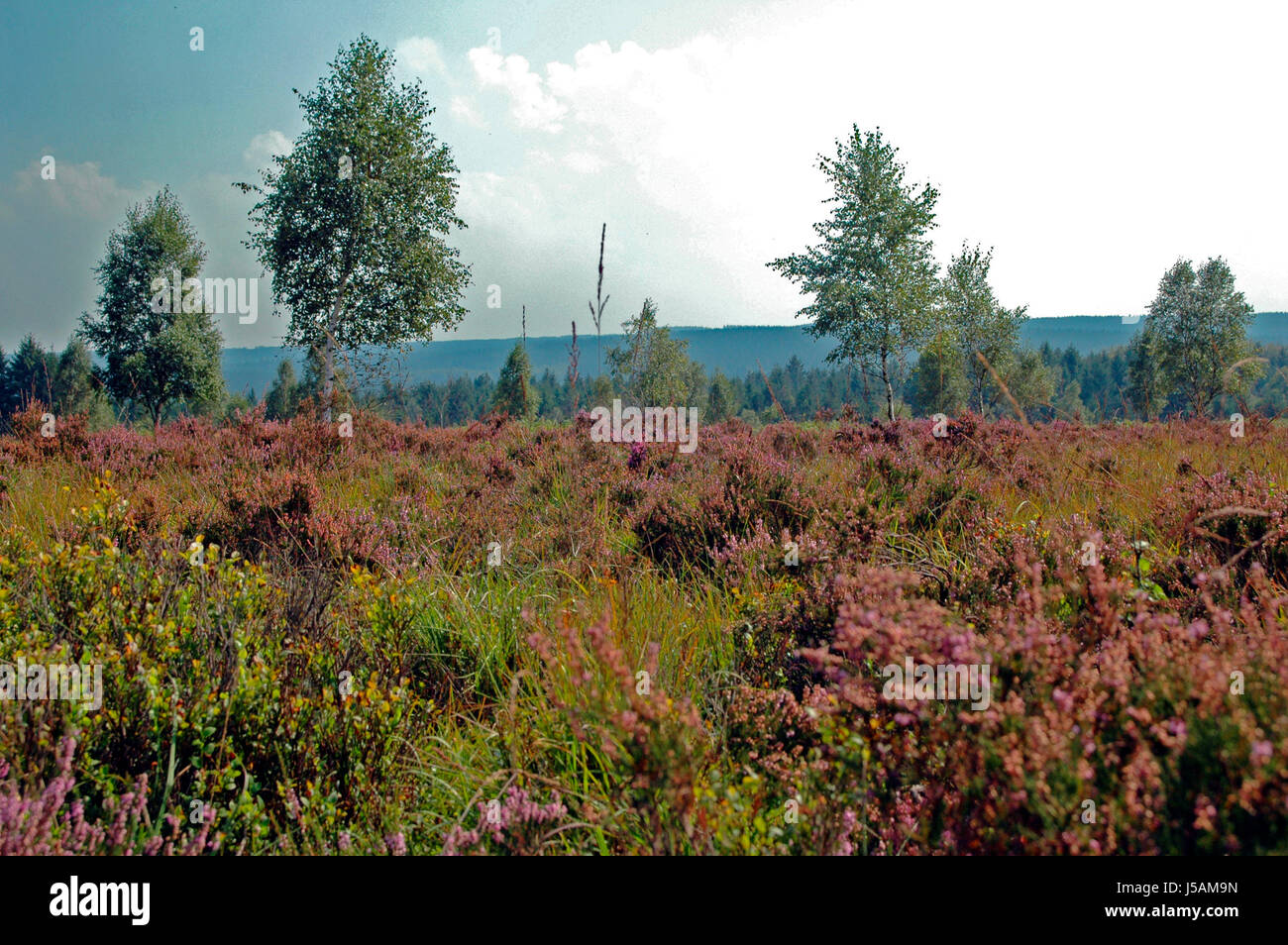 Escursione escursioni escursione betulle boccole fen fern highlands umida naturale heath Foto Stock