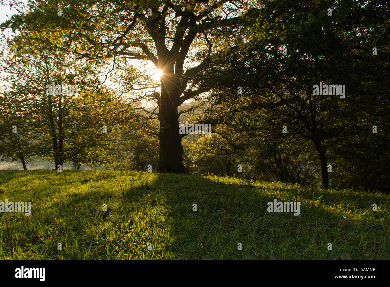 La luce del sole che splende attraverso gli alberi Foto Stock