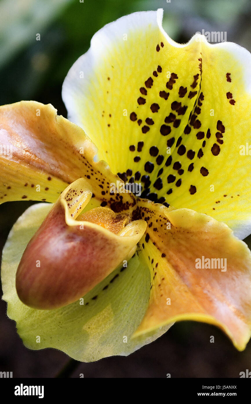 Verde brunastro marrone brunette asia fiore pianta di orchidea rosso giallo frauenschuh Foto Stock