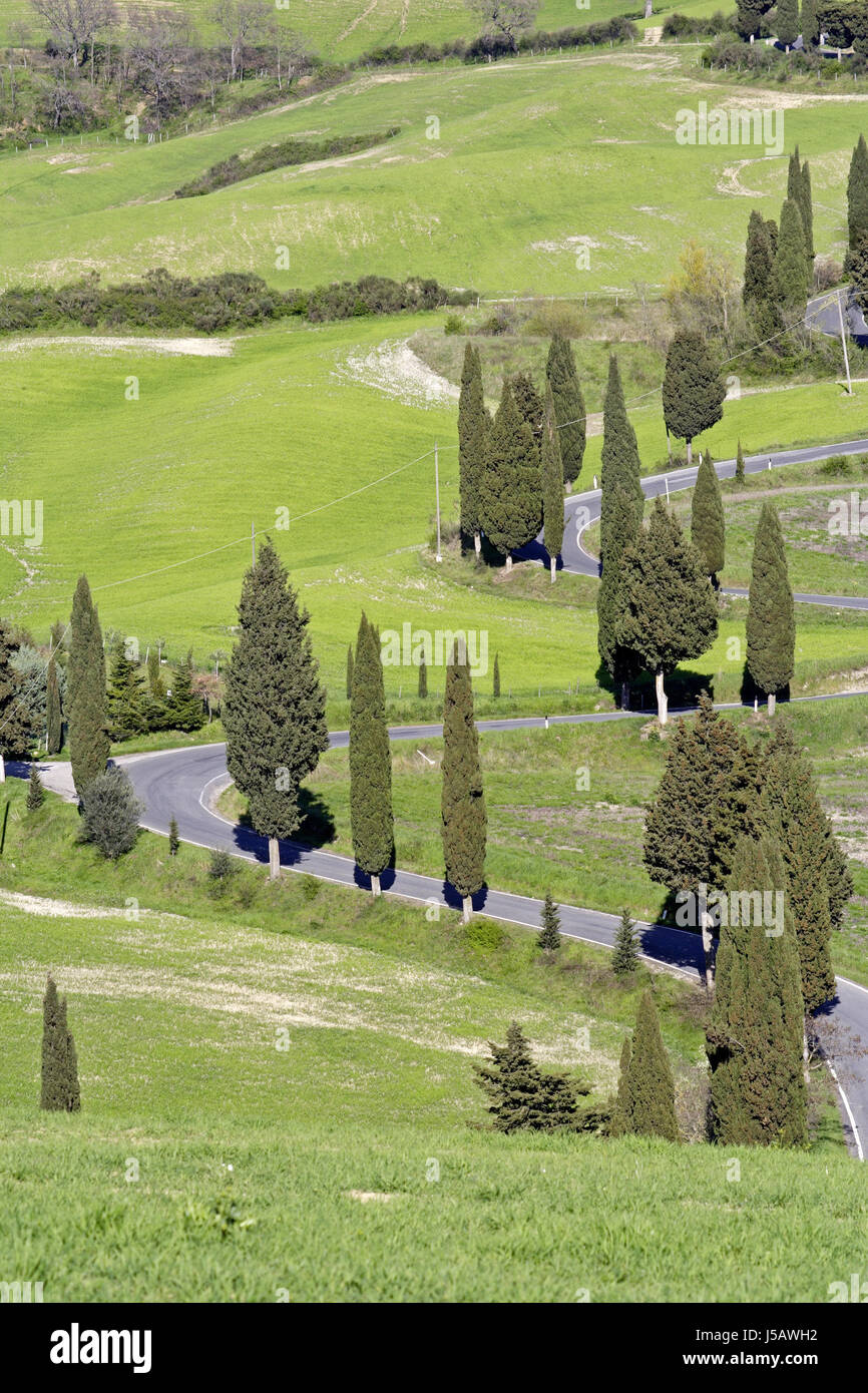 Toscana cipressi avenue cypress curve scenario prato campagna natura italia Foto Stock