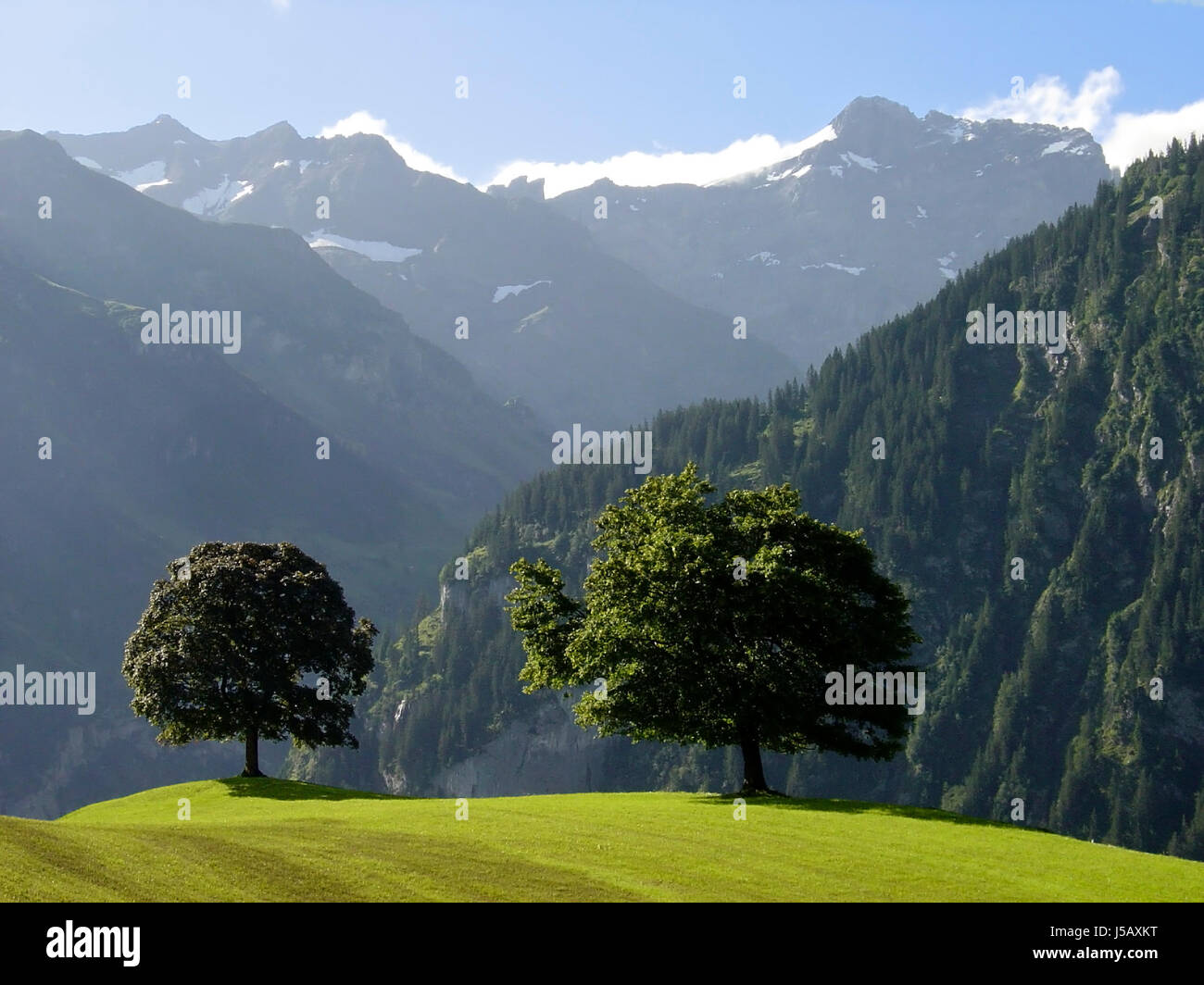 Ambiente Ambiente alberi tree hill montagne delle Alpi di campo di conservazione del vertice Foto Stock