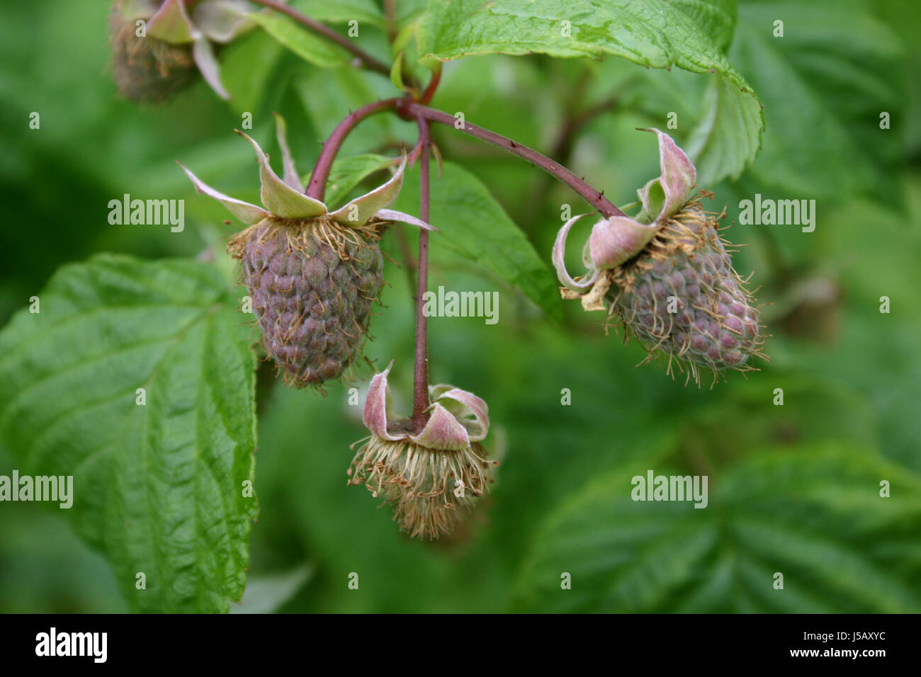Vitamine Vitamine giardino verde ice marinare le bacche immature infantili infantili Foto Stock