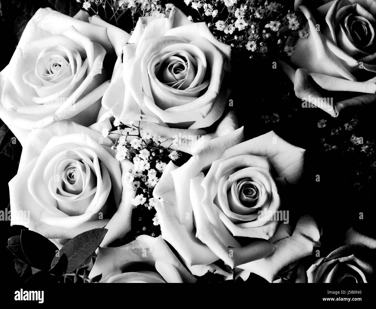 Piante e fiori bloom blossom fiorire fiorente bw nero jetblack swarthy profonda Foto Stock