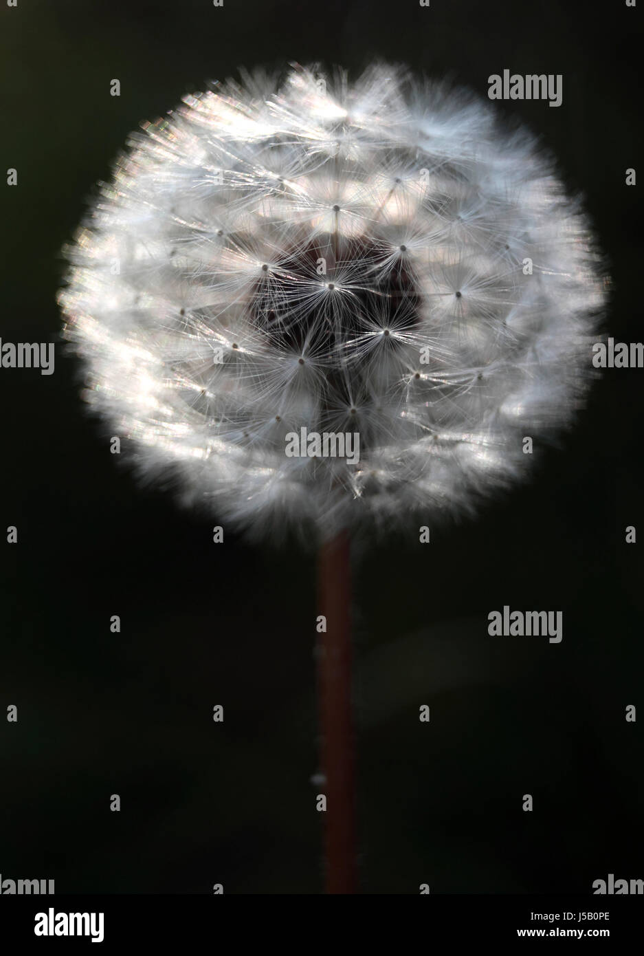 Dente di Leone Foto Stock