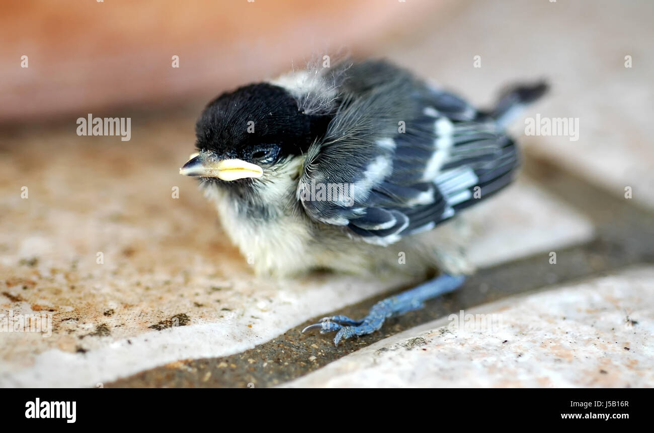 Animali uccelli Uccelli la graduazione cub pulcino di bambino grande cincia natura giardino animale Foto Stock