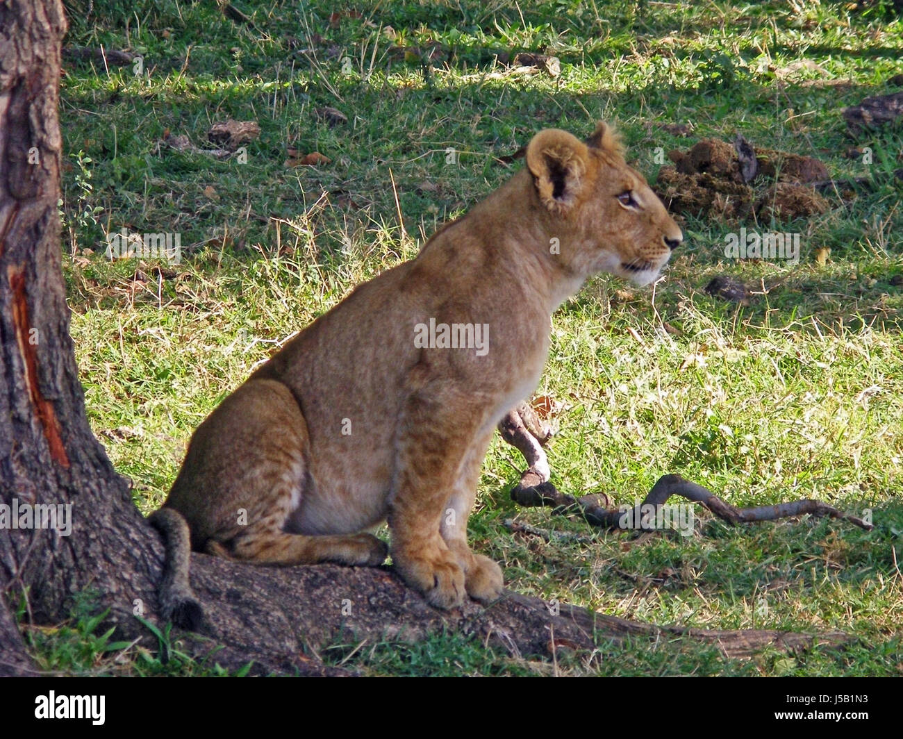 Cosa si muove laggiù? Foto Stock