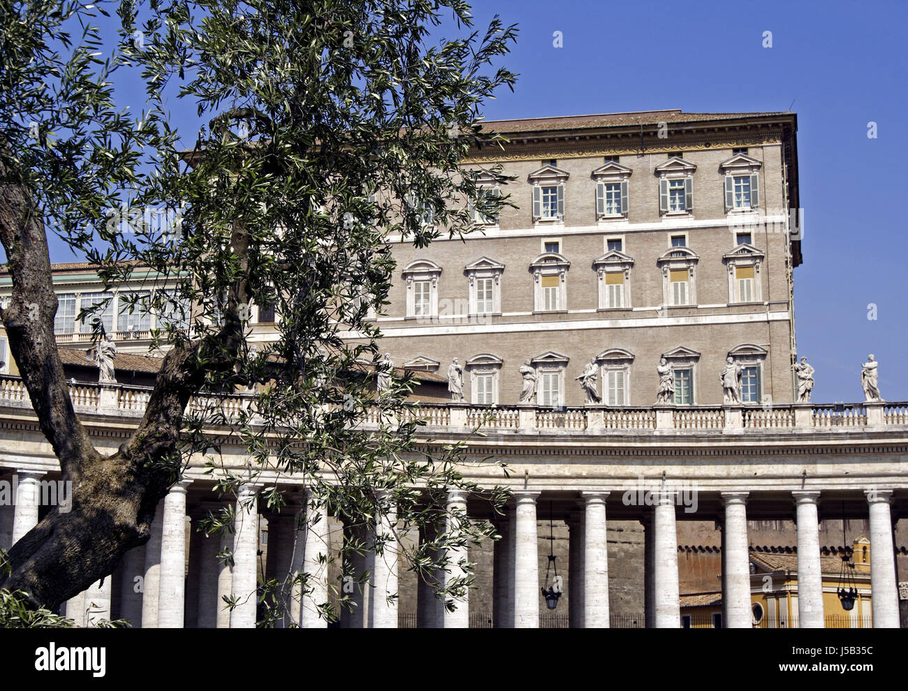 Albero di olivo in san pietro Foto Stock