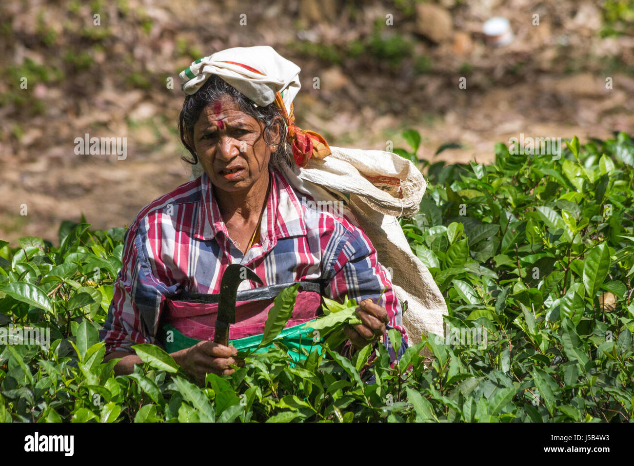 Donna raccoglitrice di tè in Ella, Sri Lanka Foto Stock