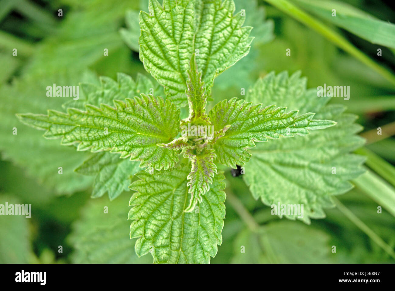 Green,foglie,topview,vegetazione,ortica, brucia,masterizzare,impianto,natura,von oben Foto Stock