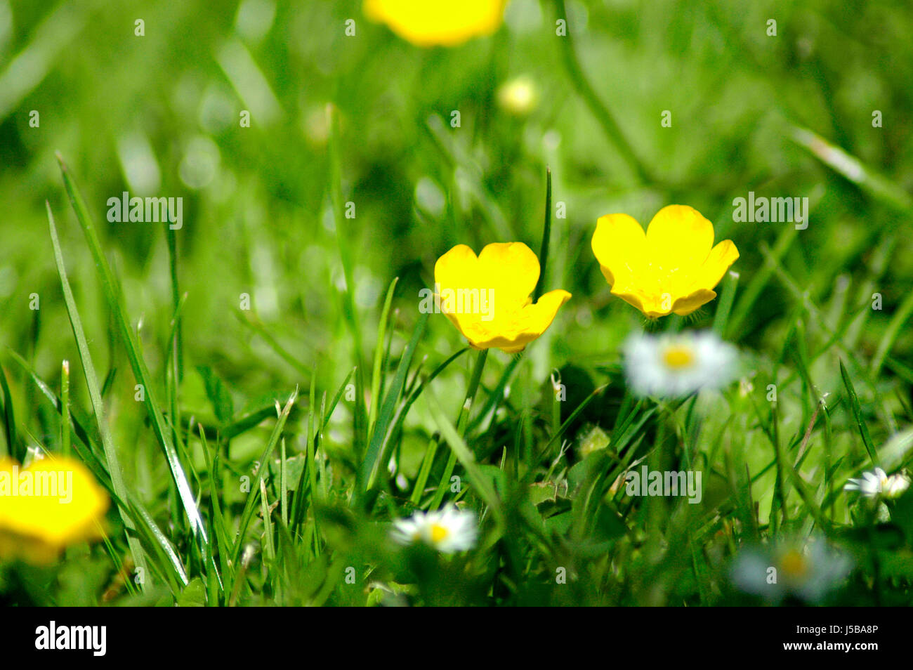 Verde fiore fiori piante summerly estate fiore erbe prato estivo a margherita Foto Stock