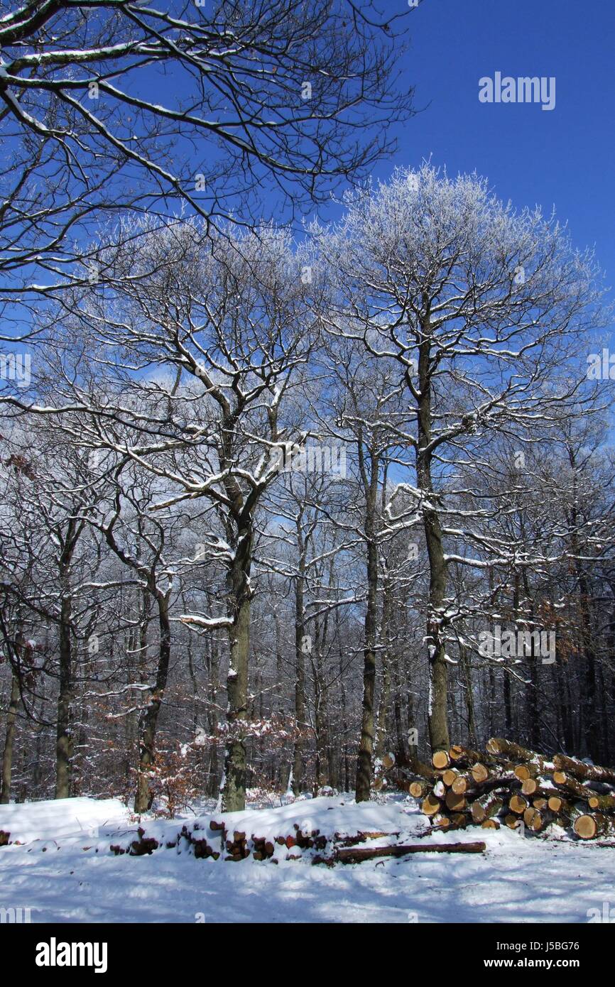Blue Tree alberi inverno tronco di legno albero a foglie decidue latifoglie rovere nevoso Foto Stock