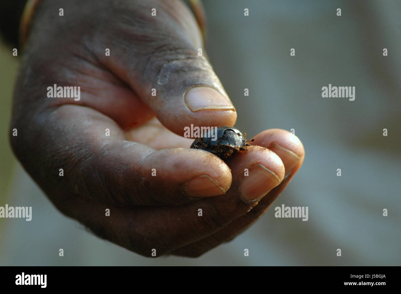 Indicare,mostra,mano,animale,beetle,corazza,attesa,dung beetle,Spiegare,geotrupidae Foto Stock