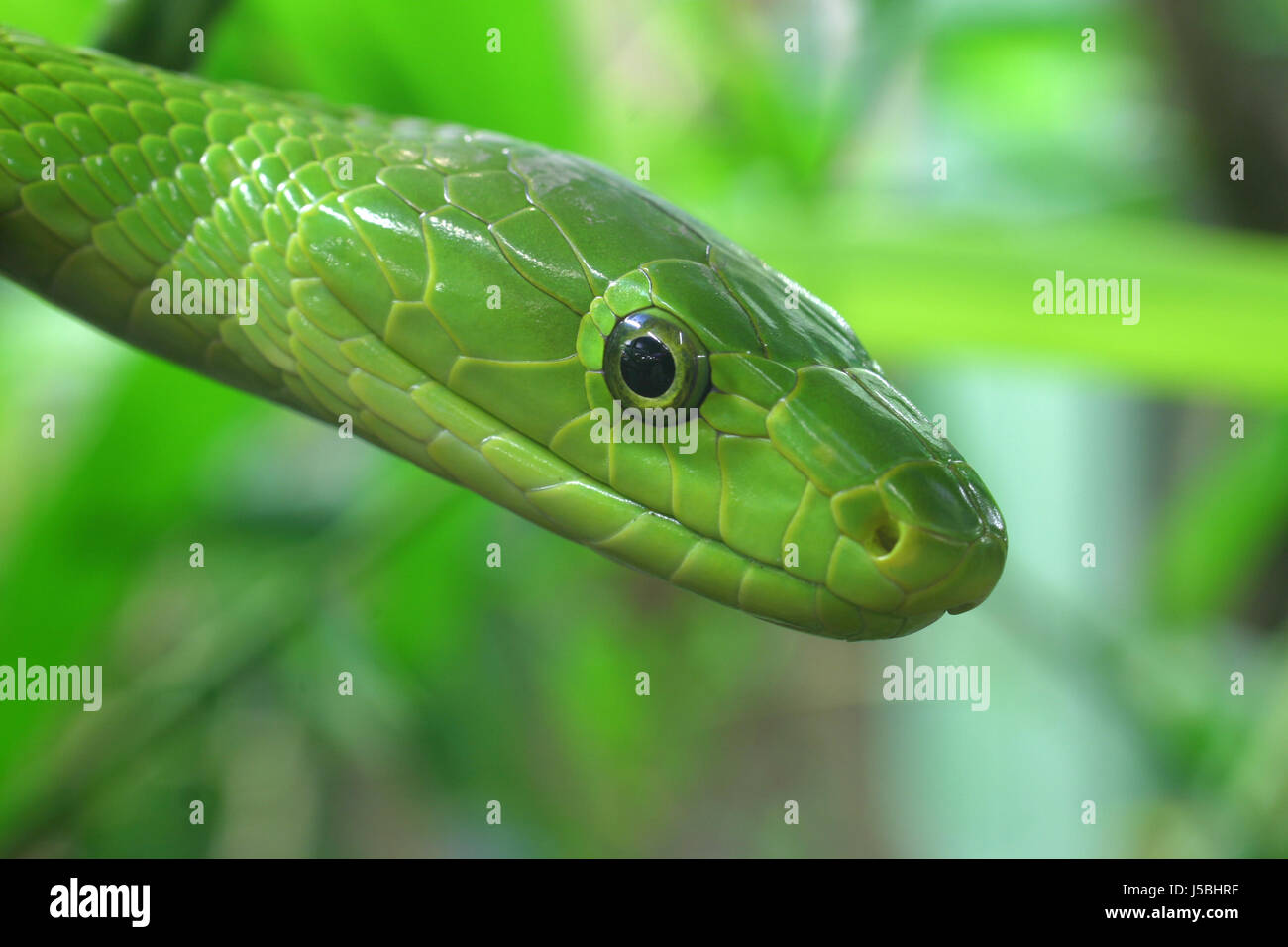 Rettile animale animali verde serpente rettili camouflage micidiale veleno  dei serpenti Foto stock - Alamy