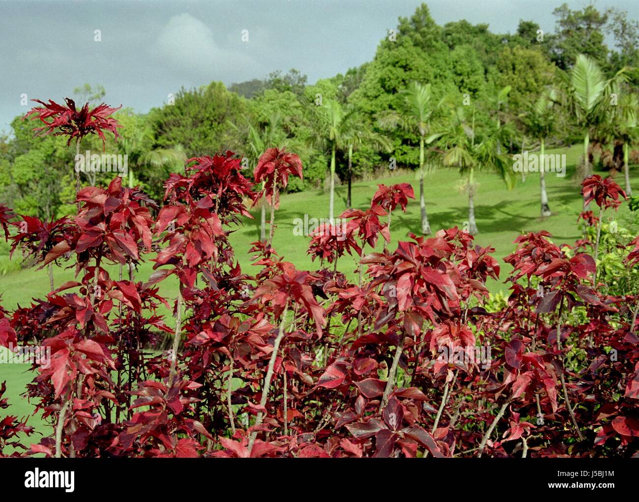 Tree,alberi,parco,fiore,fiori,impianto,l'australia,sul modo,natura,ostkste,autostrada Foto Stock
