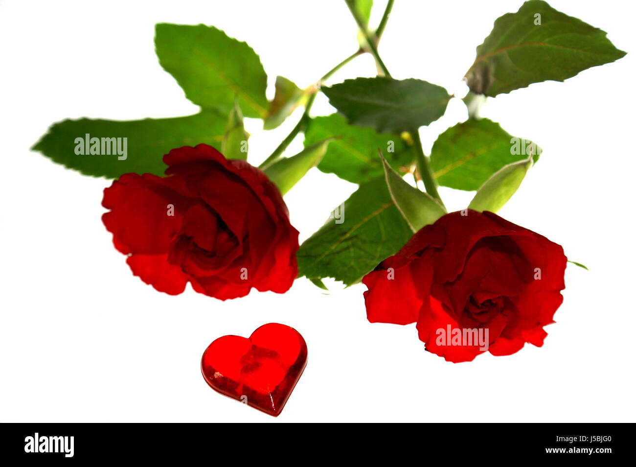 L'amicizia di piante e fiori rosa matrimonio matrimonio matrimonio cerimonia matrimonio Foto Stock