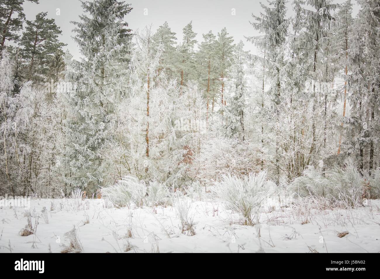 Inverno alberi con il bianco rime. Bella naturale sfondo con hoarfrosted alberi in inverno. Foto Stock
