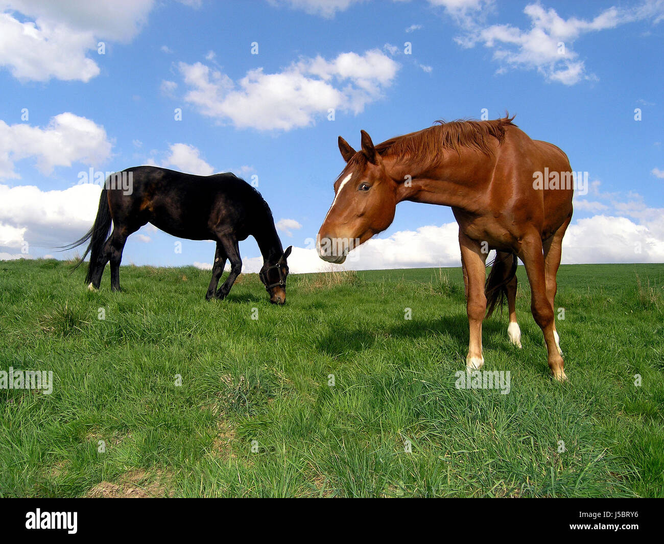 Cavalli Stalloni cavalli mare cintura paddock blue shine brilla luminosa lucent Foto Stock