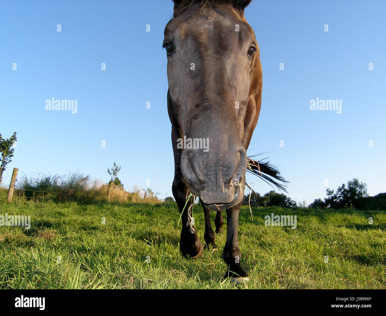 Macro Close-up di ammissione macro vista ravvicinata della bocca del cavallo faccia uno sguardo Foto Stock