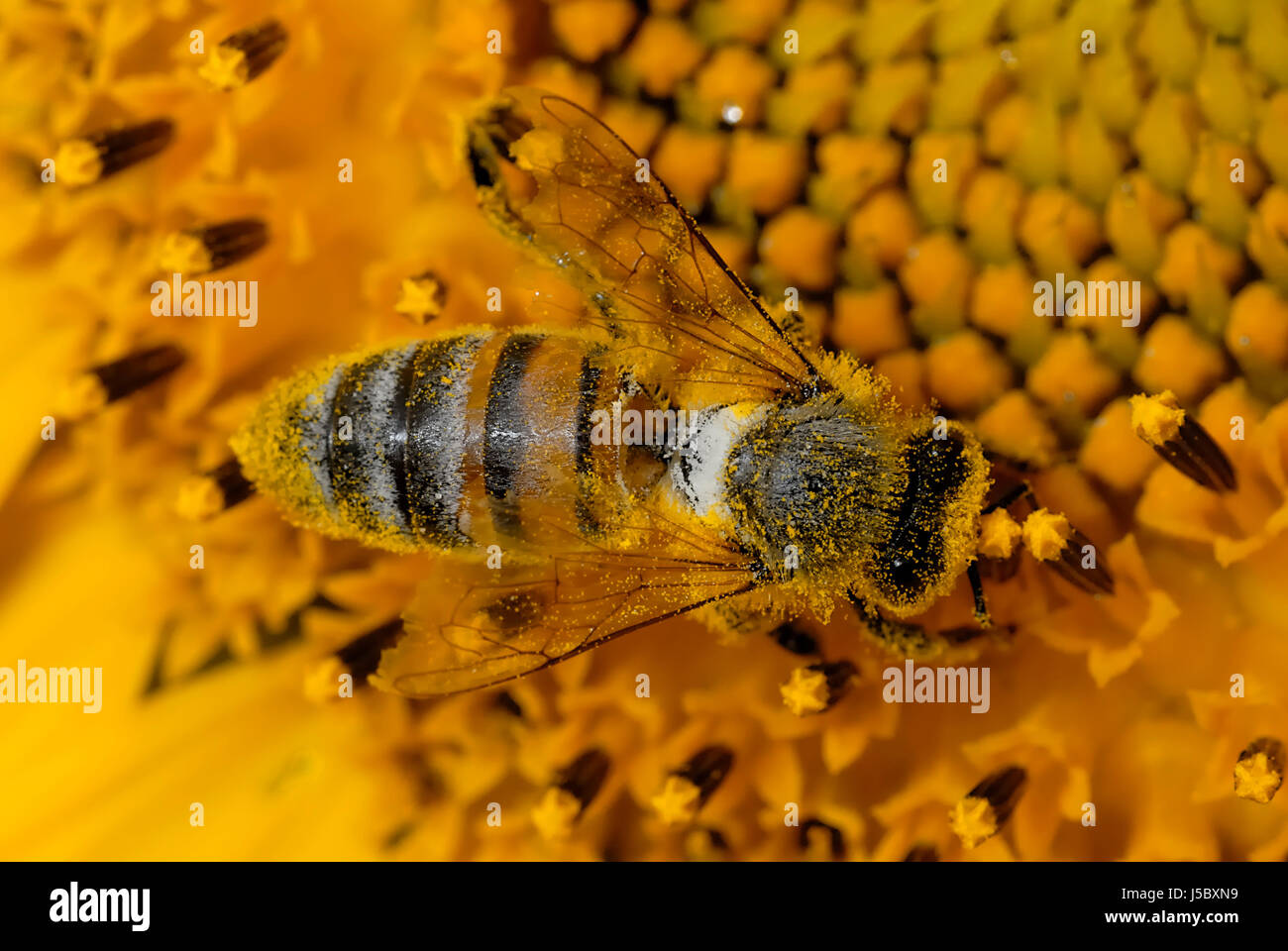 Gambe macro close-up di ammissione macro vista ravvicinata di insetti del giardino di piante e fiori Foto Stock