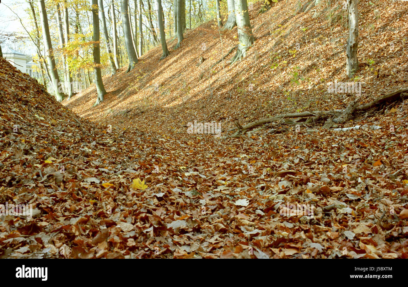 Alberi ad albero europa brandeburgo Unione europea fogliame di autunno marco tedesco in Germania Foto Stock