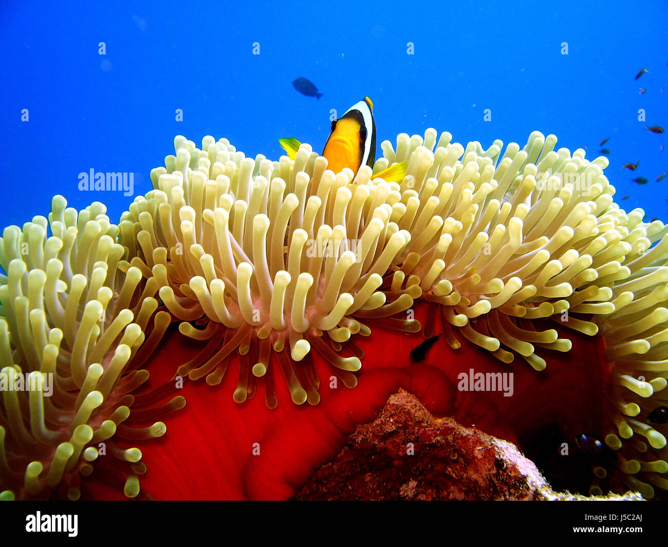 Blue,pesce,sott'acqua,nemo,interessati,anemone,trashy,vivere,rosso,l'acqua,anemonenfisch Foto Stock