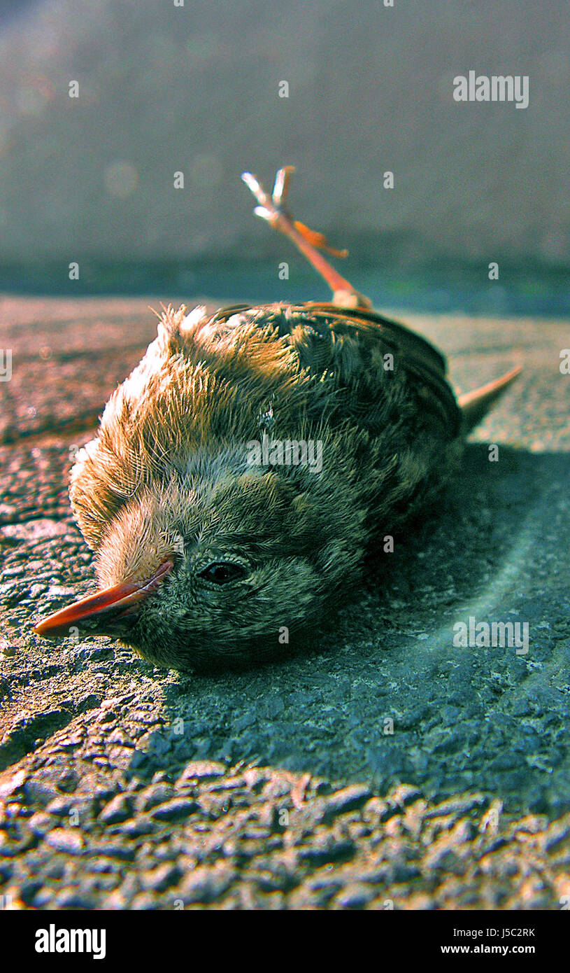 Uccelli uccelli dolore piccolo piccolo breve becco sogni afflizione sparrow Foto Stock