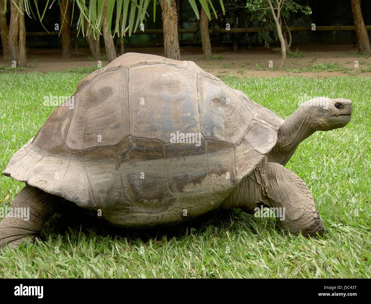 Armour molto vecchia di turtle tartaruga galapagos galapagos-schildkrte Darwin Foto Stock